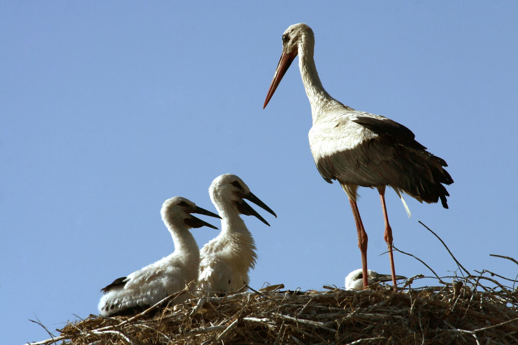 A New Home for Storks